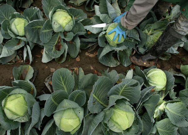 A staple of the Russian diet, cabbage, contains a compound that protects against radiation exposure, a study finds. - Sputnik International