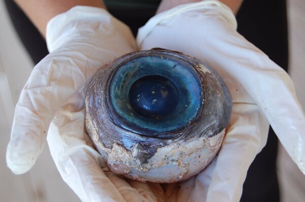Giant Eyeball Washes Up on US Beach - Sputnik International