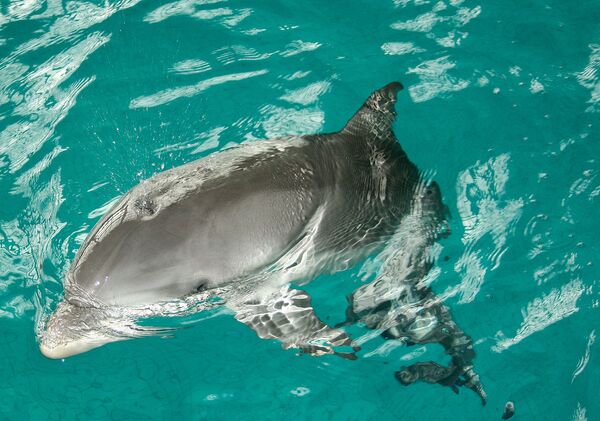 Stray Dolphin Tries to Mate With Divers in Caribbean - Sputnik International