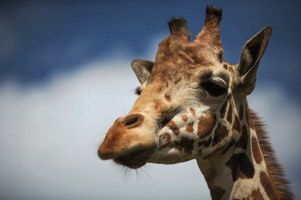 Third Giraffe in Month Dies in Russian Zoo         - Sputnik International