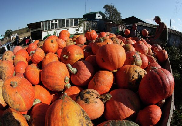 Largest Pumpkin in Latvia Weighs in at over 360 Pounds - Sputnik International
