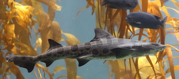 A Leopard shark swimming in a kelp forest in the 70,000 gallon kelp tank at Scripps Aquarium in La Jolla, California - Sputnik International