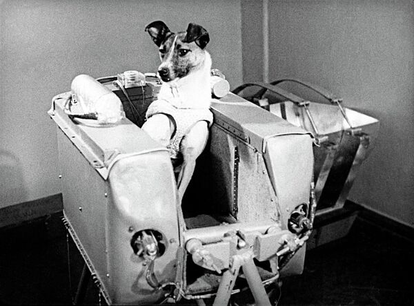 Laika, first dog in space - Sputnik International