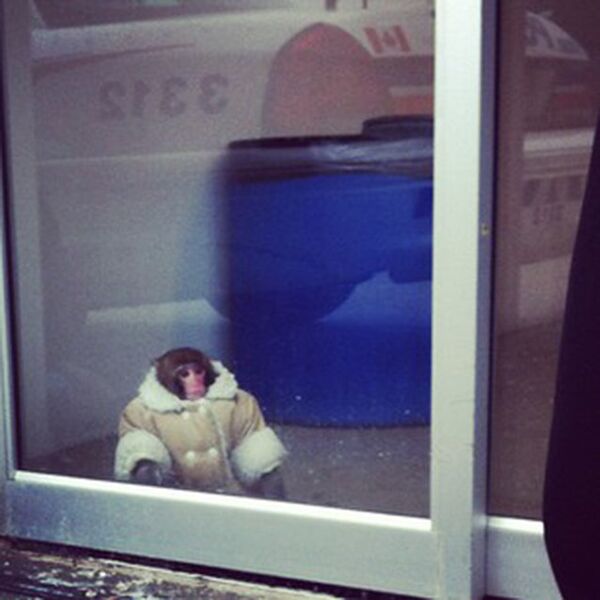 Monkey Wearing a Coat Spotted Outside Canadian Ikea - Sputnik International