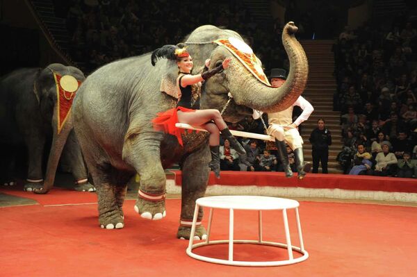 Circus Elephants Stranded in Siberia Resume Rehearsals         - Sputnik International