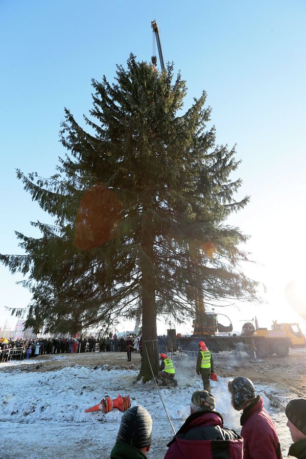 Russia’s Main Christmas Tree Headed for Kremlin Square - Sputnik International