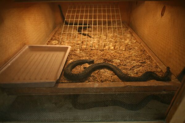 The Novosibirsk Serpentarium: a Venom Production Factory - Sputnik International