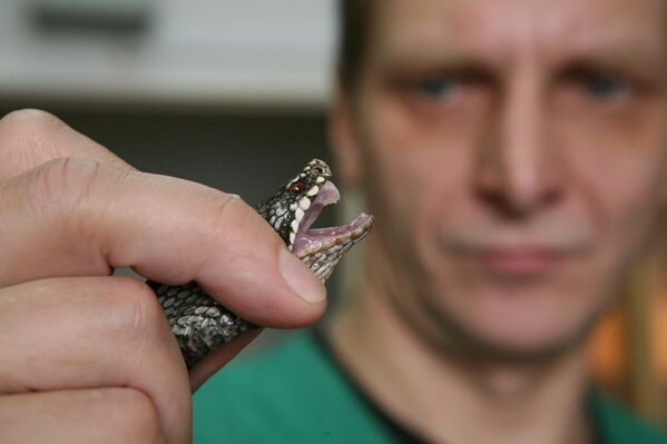 The Novosibirsk Serpentarium: a Venom Production Factory - Sputnik International
