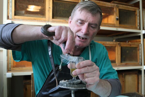 The Novosibirsk Serpentarium: a Venom Production Factory - Sputnik International