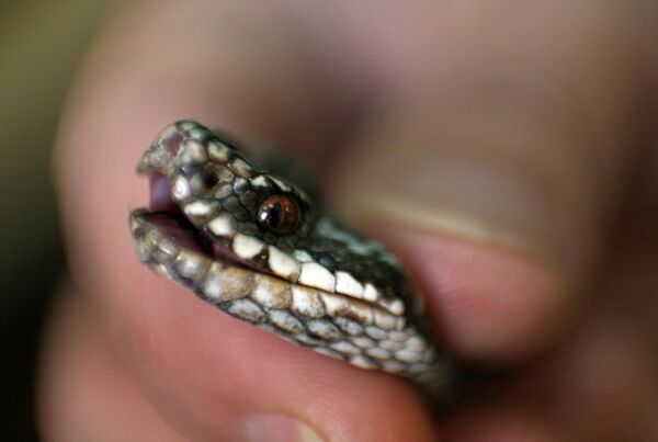 The Novosibirsk Serpentarium: a Venom Production Factory - Sputnik International