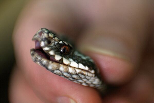 The Novosibirsk Serpentarium: a Venom Production Factory - Sputnik International