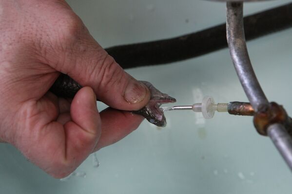 The Novosibirsk Serpentarium: a Venom Production Factory - Sputnik International