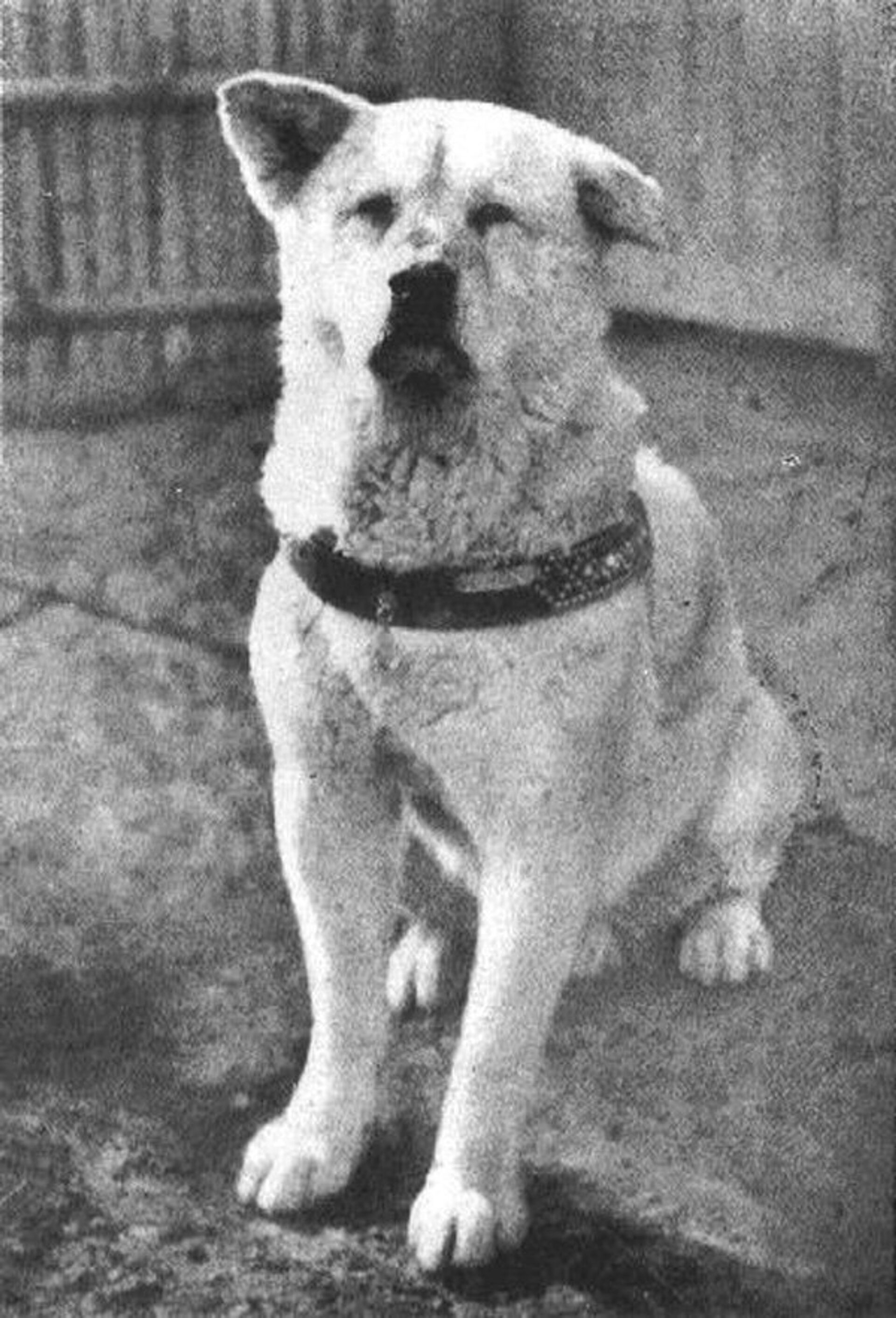 The Akita Inu dog Hachiko became a symbol of loyalty and devotion in Japan. - Sputnik International, 1920, 11.11.2023