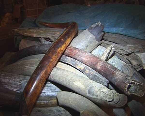 Police Seize 600 Kilos of Mammoth Tusks in Far East - Sputnik International