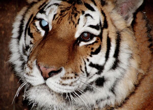 Glyukoza, the 11-year-old tigress - Sputnik International
