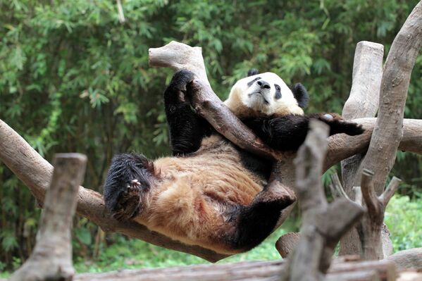Giant Pandas at South China’s Chimelong Safari Park in Guangzhou - Sputnik International