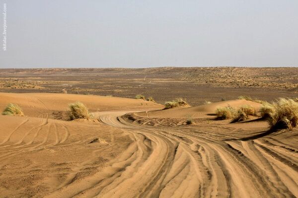 Desert Turkmenistan to Plant 3 Mln Trees - Sputnik International