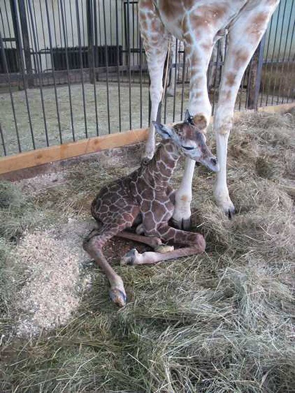 Giraffe Calf Born at Russian Zoo - Sputnik International