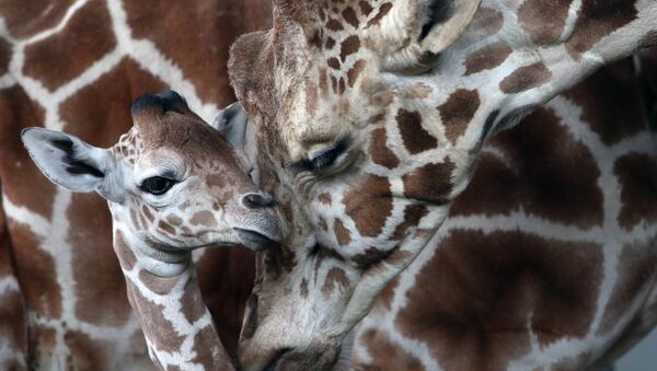 В Калининградском зоопарке родился жираф Reticulate Giraffe - Sputnik International