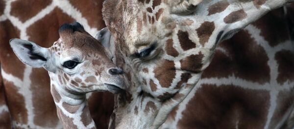 В Калининградском зоопарке родился жираф Reticulate Giraffe - Sputnik International