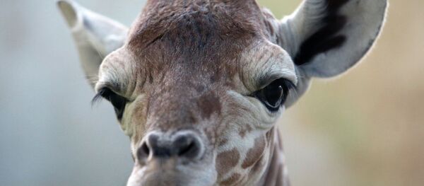 Reticulate Giraffe Reticulate Giraffe - Sputnik International