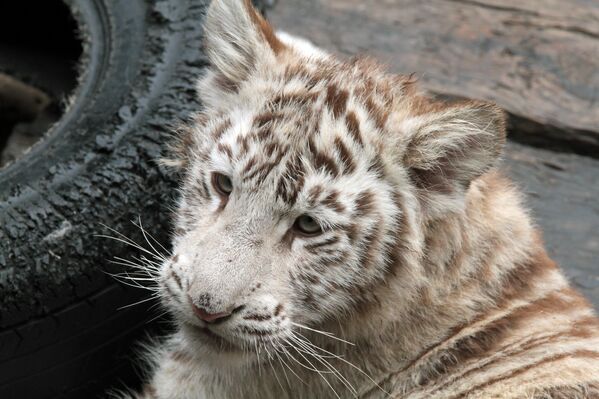 Rare white tigers and tiger cubs at the Chimelong Safari Park in southern China - Sputnik International