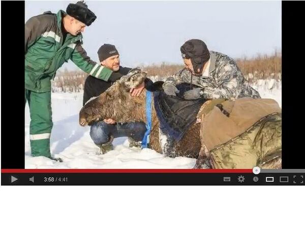 Pregnant Moose Rescued from Siberian Swamp - Sputnik International