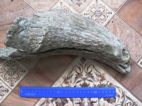 Prehistoric Animal Horn Fragment Found in S.Siberia - Sputnik International