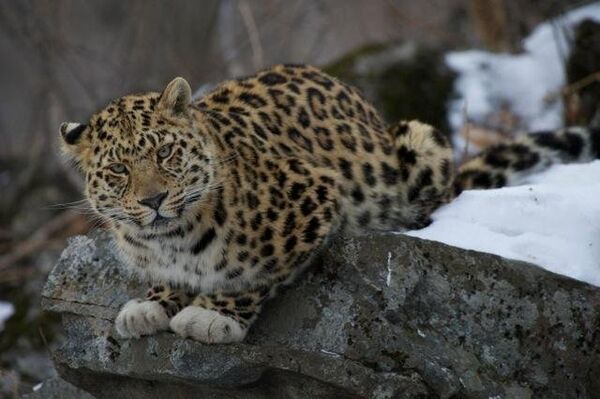 White-Gloved Leopard - Sputnik International