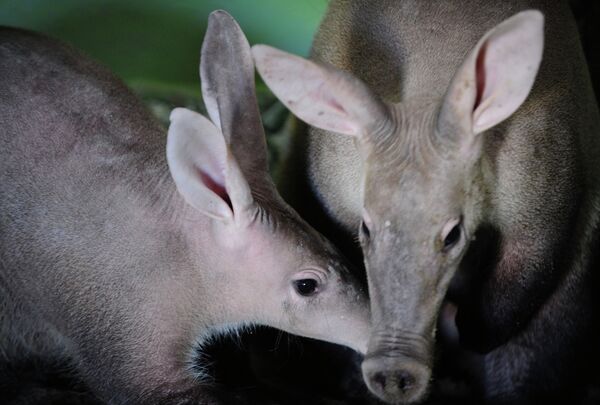 Russia’s First Aardvarks Arrive at Yekaterinburg Zoo - Sputnik International