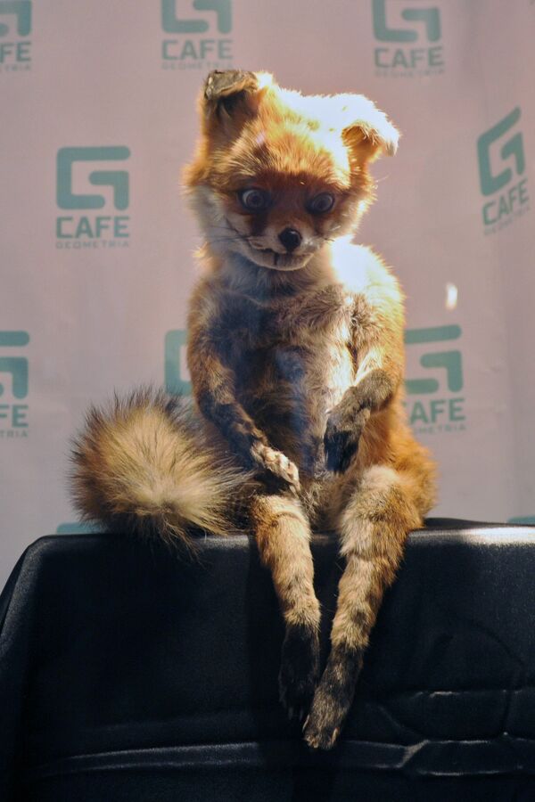 Stoned Fox - Sputnik International