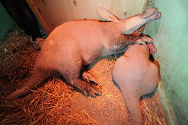 First Aardvark Born in Russian Zoo - Sputnik International