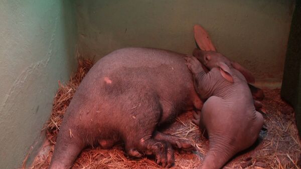 Newborn Aardvark in Yekaterinburg Zoo - Sputnik International