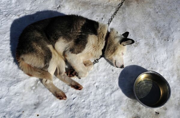 Thousands of Kilometers on Dog Sleds: Konyukhov’s New Expedition - Sputnik International