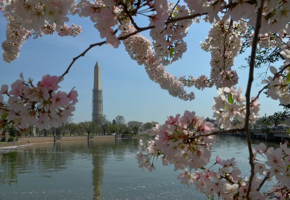 Washington Cherry Blossoms - Sputnik International