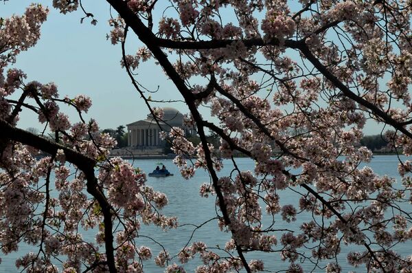 Washington Cherry Blossoms - Sputnik International