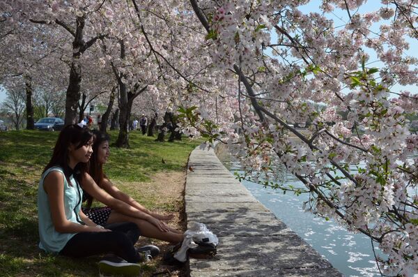 Washington Cherry Blossom - Sputnik International