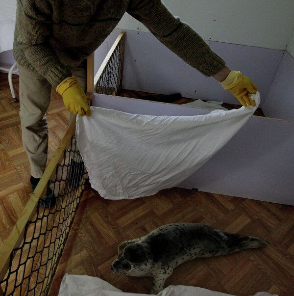 Rehabilitation Center Nurses Spotted Seals in Primorye - Sputnik International