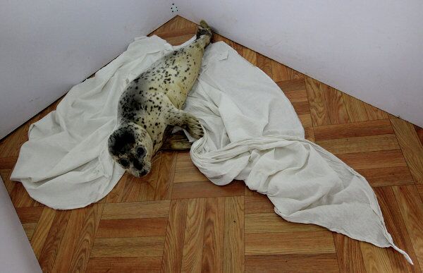 Rehabilitation Center Nurses Spotted Seals in Primorye - Sputnik International