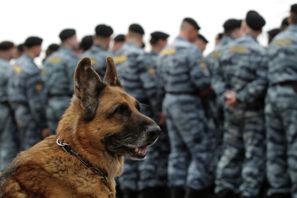 Russia Allows Army Draftees to Serve With Pets - Sputnik International
