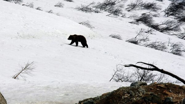 Russian Local Authorities Shoot Bears After Grisly Feast - Sputnik International