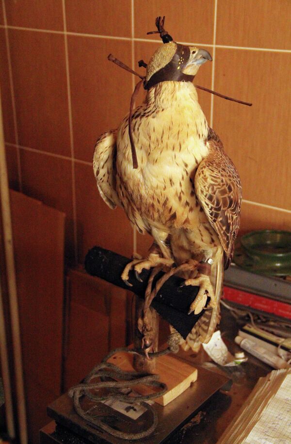 Weighing a hawk - Sputnik International