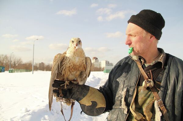 Viktor Fyodorov with a hawk - Sputnik International
