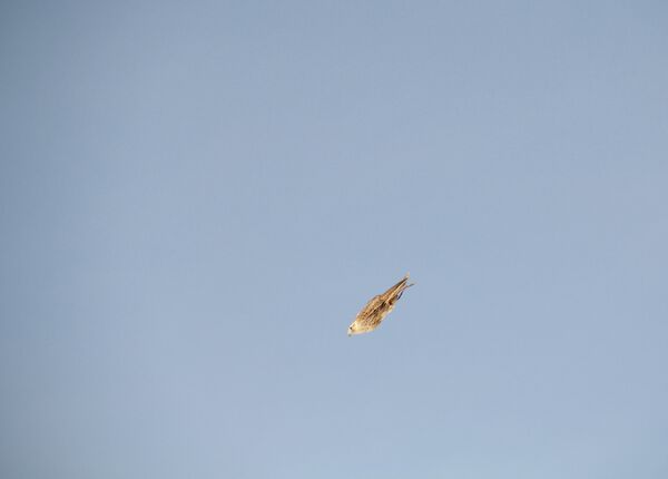 Falcons and hawks often swoop down on their prey - Sputnik International