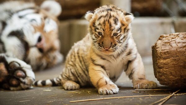 The Amur tiger cub’s mother came to the Pittsburgh Zoo from St. Petersburg, Russia - Sputnik International