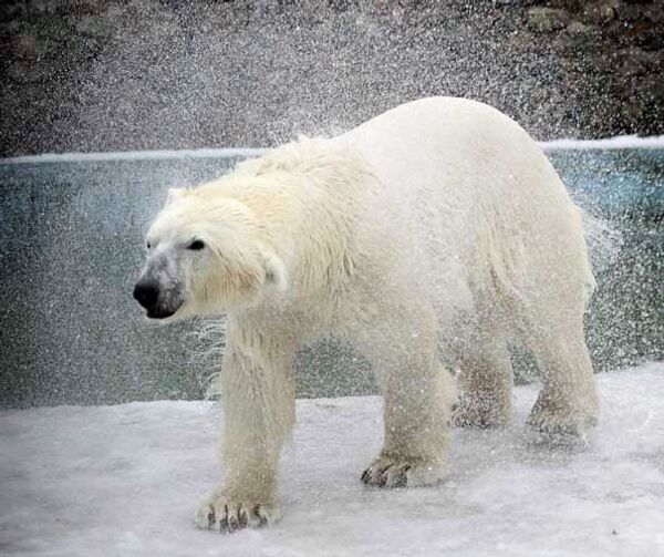 Polar bear, called Sedov - Sputnik International