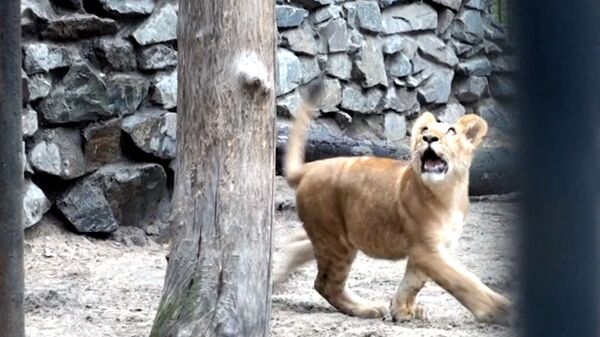 Liliger Cub Learns to Run and Jump After Surgery - Sputnik International