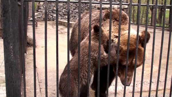 Bear Cub Drinking Milk, Biting Mom in Novosibirsk Zoo - Sputnik International
