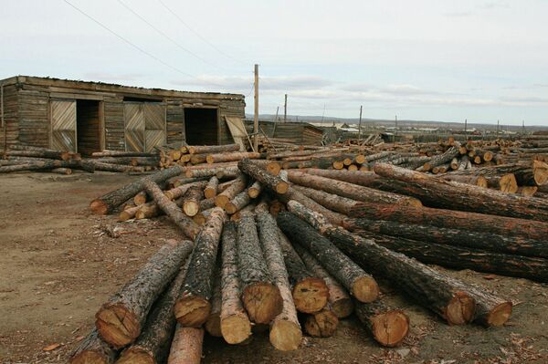 ‘Timber Mafia’ Caught in Far East in $1 Mln Logging Case - Sputnik International