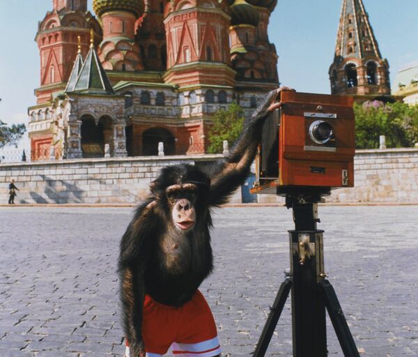 Russian Ape's Photos Fetch $77,000 at London Auction - Sputnik International
